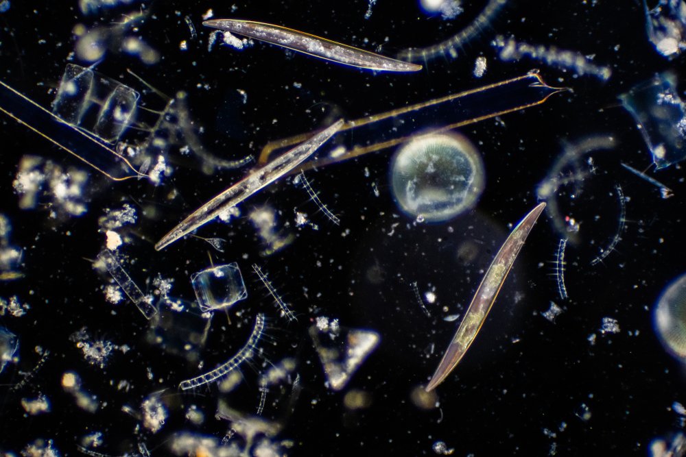 🦠 Bioengineered phytoplankton for heavy metal detection! In the AquaBiosens project, we re-engineer #phytoplankton's natural genetic programs to interact with handheld devices. 🔬

Read more from Michele Fabris, SDU: 
shorturl.at/rbnRK

#bioengineering #water #diatom