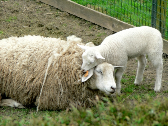 Prefet53's tweet image. #SantéAnimale 📢 Point de situation sanitaire en #Mayenne
4⃣ maladies virales touchent ou menacent actuellement les élevages français 🇫🇷 et mobilisent particulièrement les services de l’État :
☑️ la maladie hémorragique épizootique (MHE) 🐄
☑️ la fièvre catarrhale ovine (FCO)