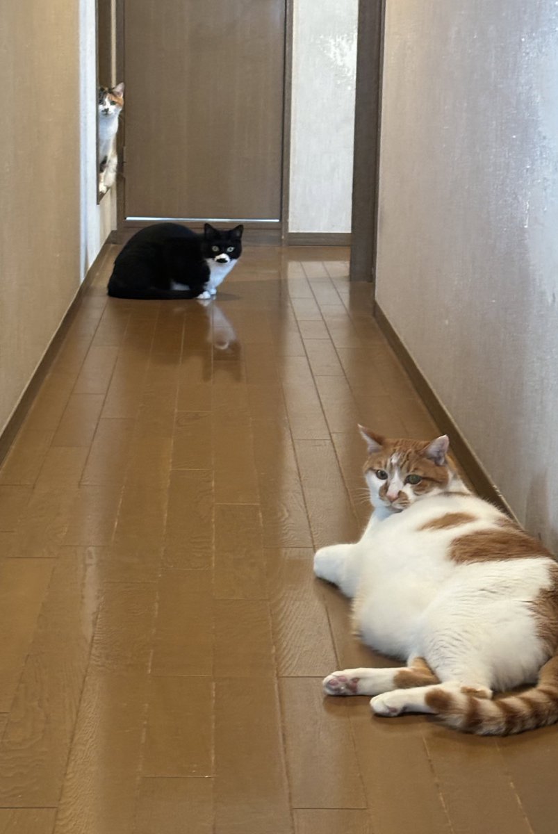 【待ち構える三猫】

この廊下の先に行くには、3体のネコを相手にする必要があるのか...

#ねこ　#ねこぐらし #猫
#猫のいる暮らし #廊下