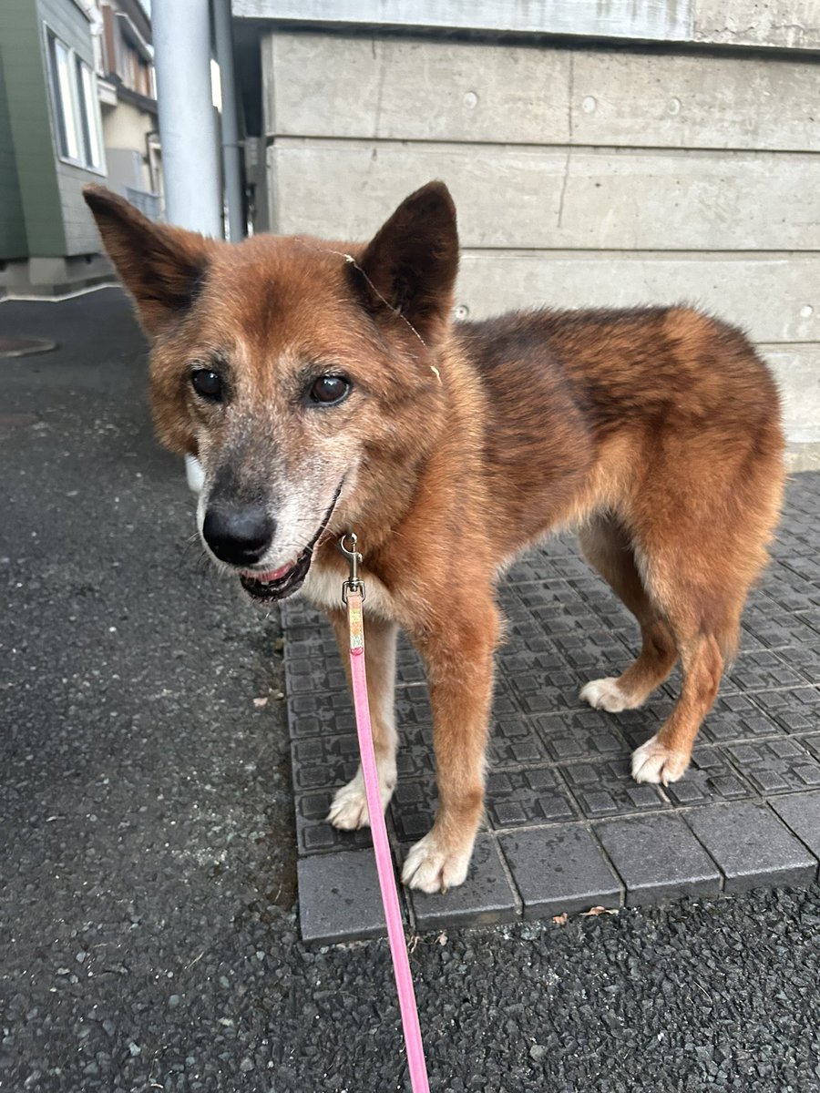 pippi10322's tweet photo. 熊本市南区で犬探してる人いませんか？
年寄りです

#迷い犬 https://t.co/pSmYPpqkHL