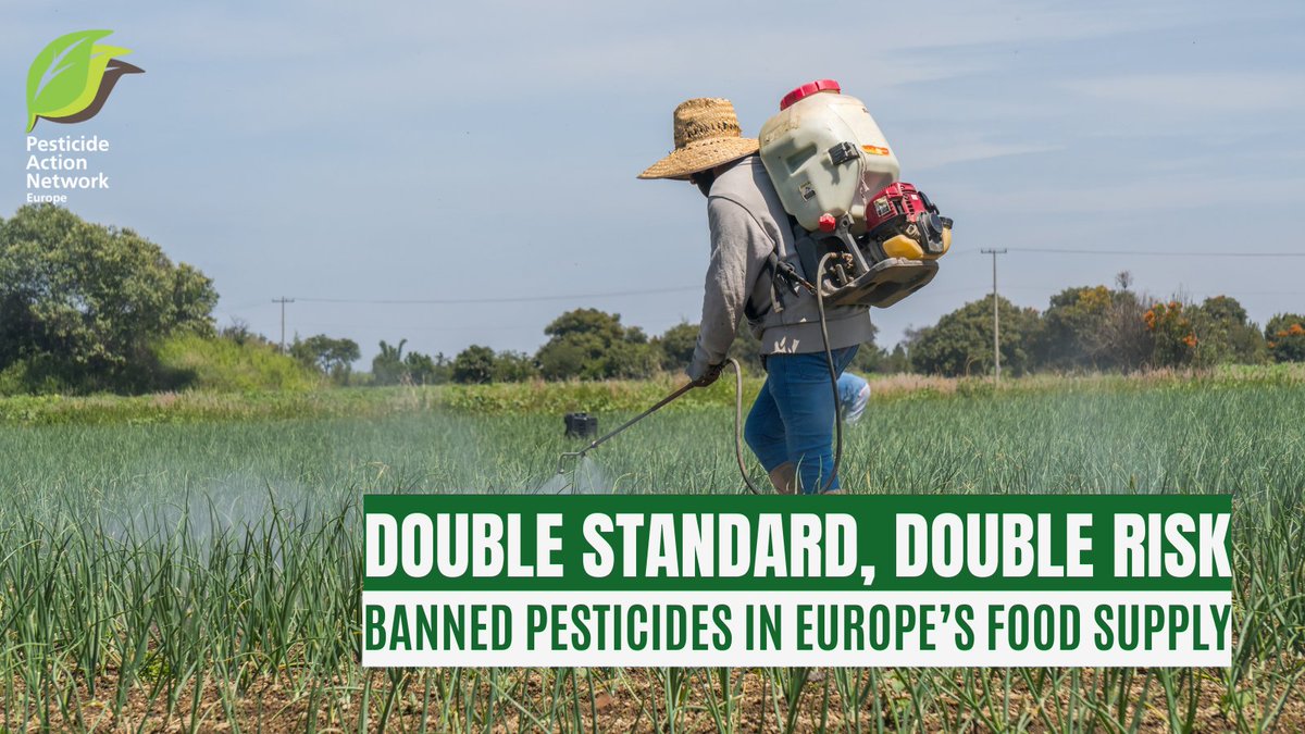 1/5 🧵
Hazardous #pesticides banned in Europe are making their way into European consumers’ diets. Many are produced by EU companies &amp; exported to third countries only to return as residues in food.
pan-europe.info/press-releases…