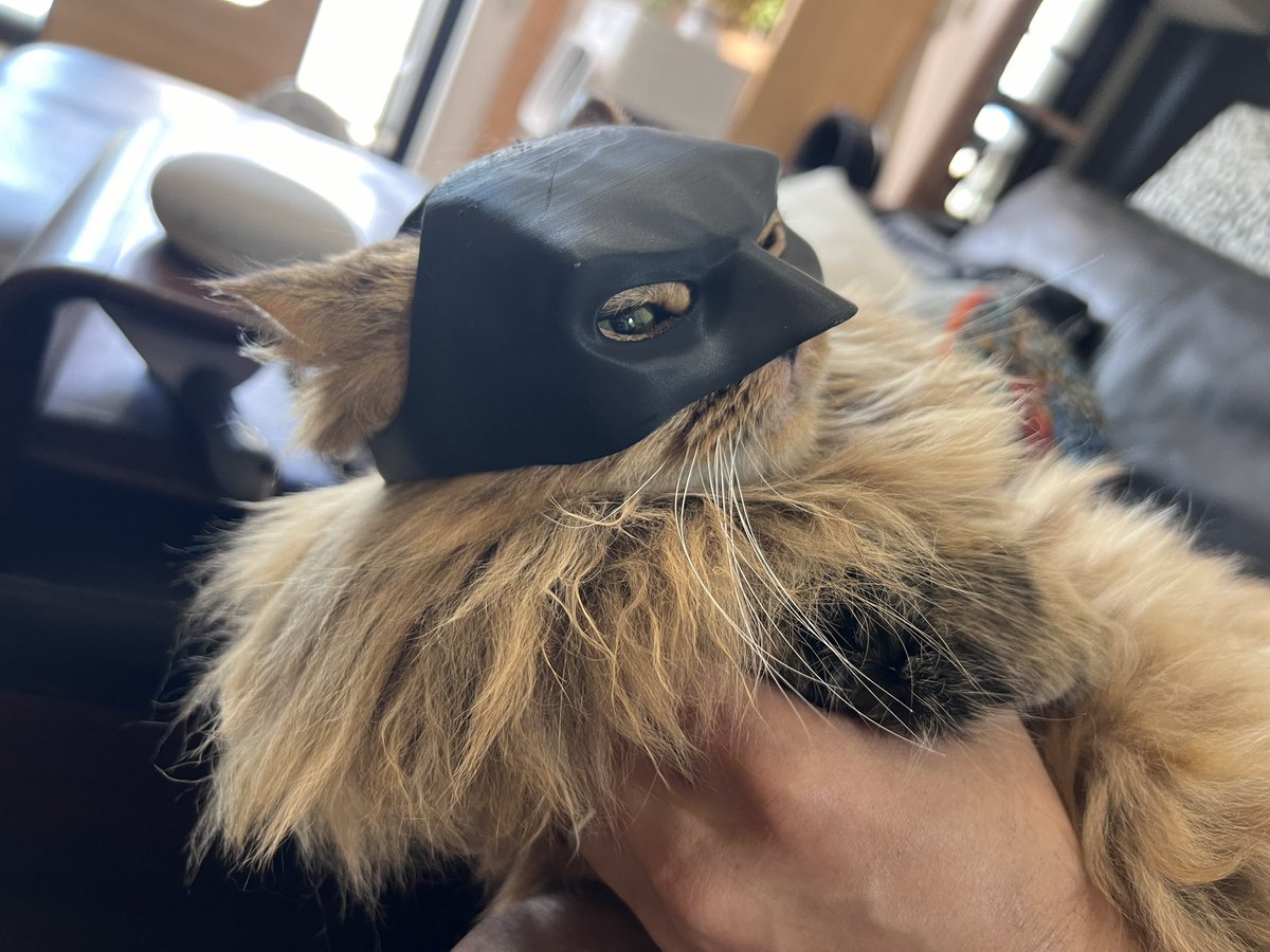 none_geboku's tweet photo. 凛々しい❤️

ちなみにこちらは3Dプリンターで出した猫用バットマン仮面です🐈 https://t.co/ar1c6LtsFG