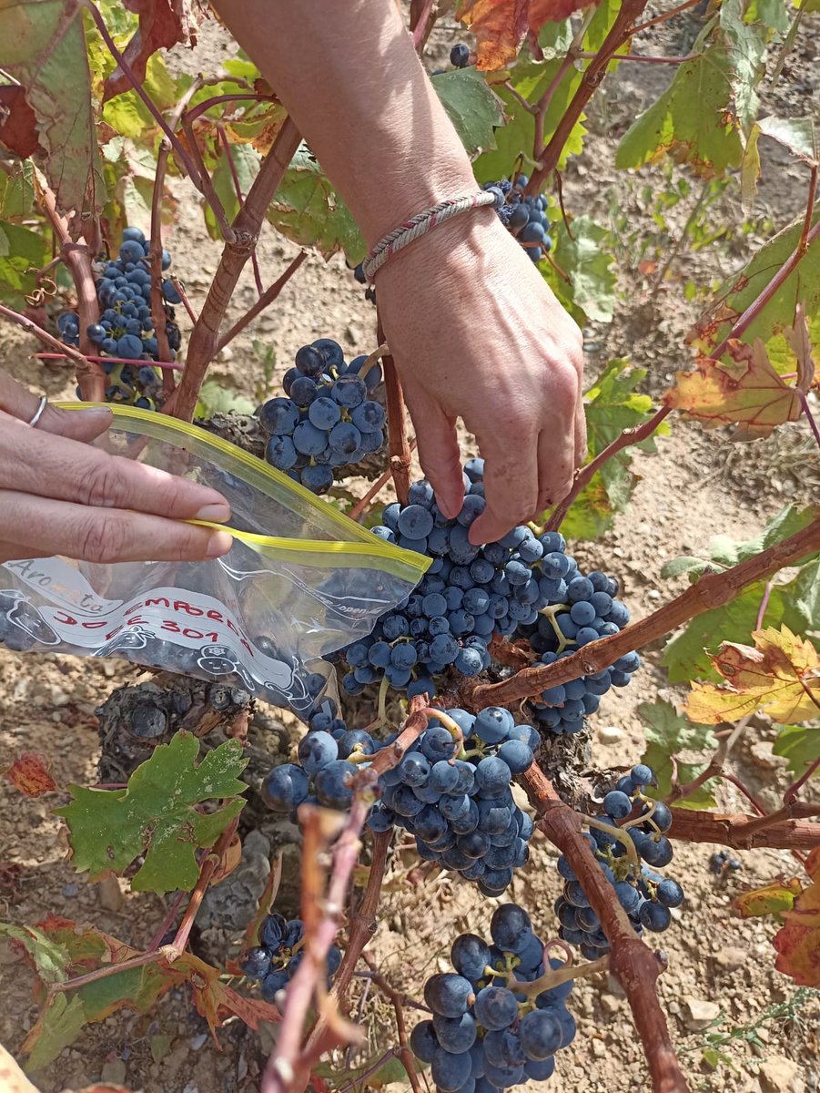 L’Observatori de Maduració del Raïm: una eina per garantir la qualitat dels vins de l’Empordà 🔍🍇

🧪📈A través d’aquesta iniciativa, cada setmana els tècnics recullen mostres de raïm, les analitzen al laboratori i les monitoren per determinar el moment més òptim per a la verema
