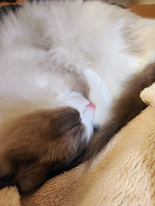 ナンナ 秋眠スースー 