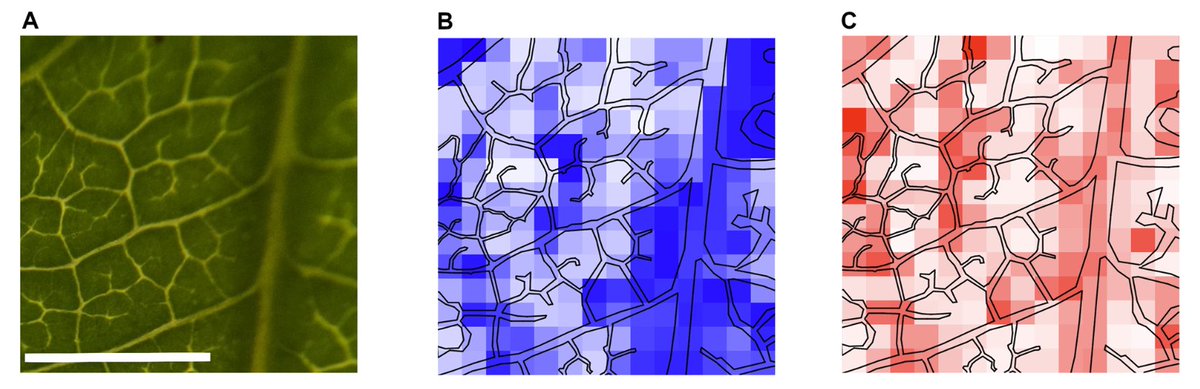Plant Cell & Environment (@plantcellenvir) on Twitter photo Time-lapse imaging and thermocouples reveal that Lonicera xylem sap freezes at -2°C in situ, compared to 0°C ex situ. Slow, natural freezing allows for photosynthetic recovery, while rapid freezing inhibits it.
onlinelibrary.wiley.com/doi/epdf/10.11⦠<a href="/wileyplantsci/">Wiley Plant Science</a> #OpenAccess Time-lapse imaging and thermocouples reveal that Lonicera xylem sap freezes at -2°C in situ, compared to 0°C ex situ. Slow, natural freezing allows for photosynthetic recovery, while rapid freezing inhibits it.
onlinelibrary.wiley.com/doi/epdf/10.11⦠<a href="/wileyplantsci/">Wiley Plant Science</a> #OpenAccess