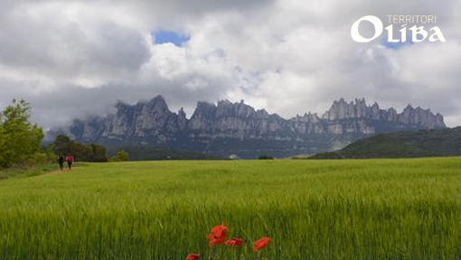 Camioliba's tweet photo. En marxa les noves Caminades Oliba que et permetran descobrir els territoris del Bages, Moianès, Osona i Ripollès a través de la petjada d'Oliba.
+ info: https://t.co/jhP7C4zfu6
#senderisme #oliba #romànic https://t.co/vzKJOx93Fr