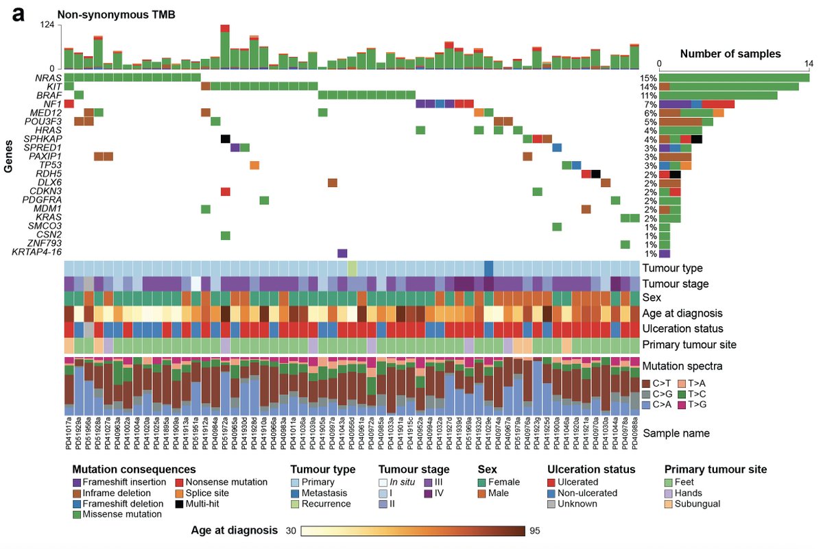 We performed genotyping, whole-exome and transcriptome sequencing on 128 tumours from 96 patients. We identify the common #melanoma drivers + KIT as the most frequently mutated genes in this collection, and also... (3/12)