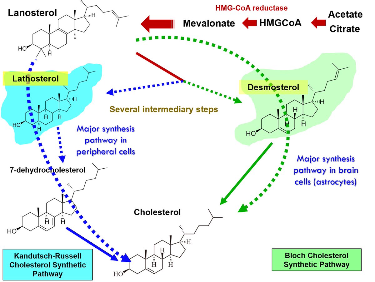A5 Too many believe the fallacy that lowering plasma cholesterol too much impairs its delivery to tissues which require it for many reasons. The truth is all cells in all tissues (including the brain) synthesize all of the cholesterol they require in a multistep process do not