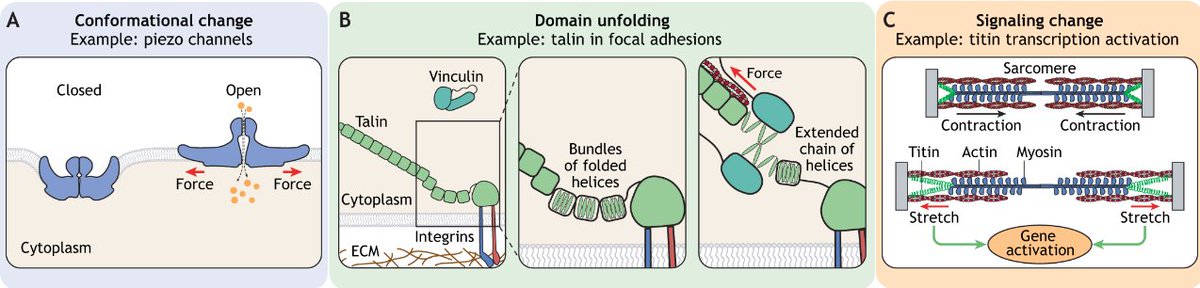 J Cell Science (@j_cell_sci) on Twitter photo In their Review, @Stefano_R_Sala, <a href="/AlexiaCaillier/">Caillier Alexia</a> and <a href="/pwoakes/">Patrick Oakes</a> <a href="/LoyolaChicago/">Loyola University Chicago</a> discuss the principles and regulation of mechanosensing.
journals.biologists.com/jcs/article/13… In their Review, @Stefano_R_Sala, <a href="/AlexiaCaillier/">Caillier Alexia</a> and <a href="/pwoakes/">Patrick Oakes</a> <a href="/LoyolaChicago/">Loyola University Chicago</a> discuss the principles and regulation of mechanosensing.
journals.biologists.com/jcs/article/13…