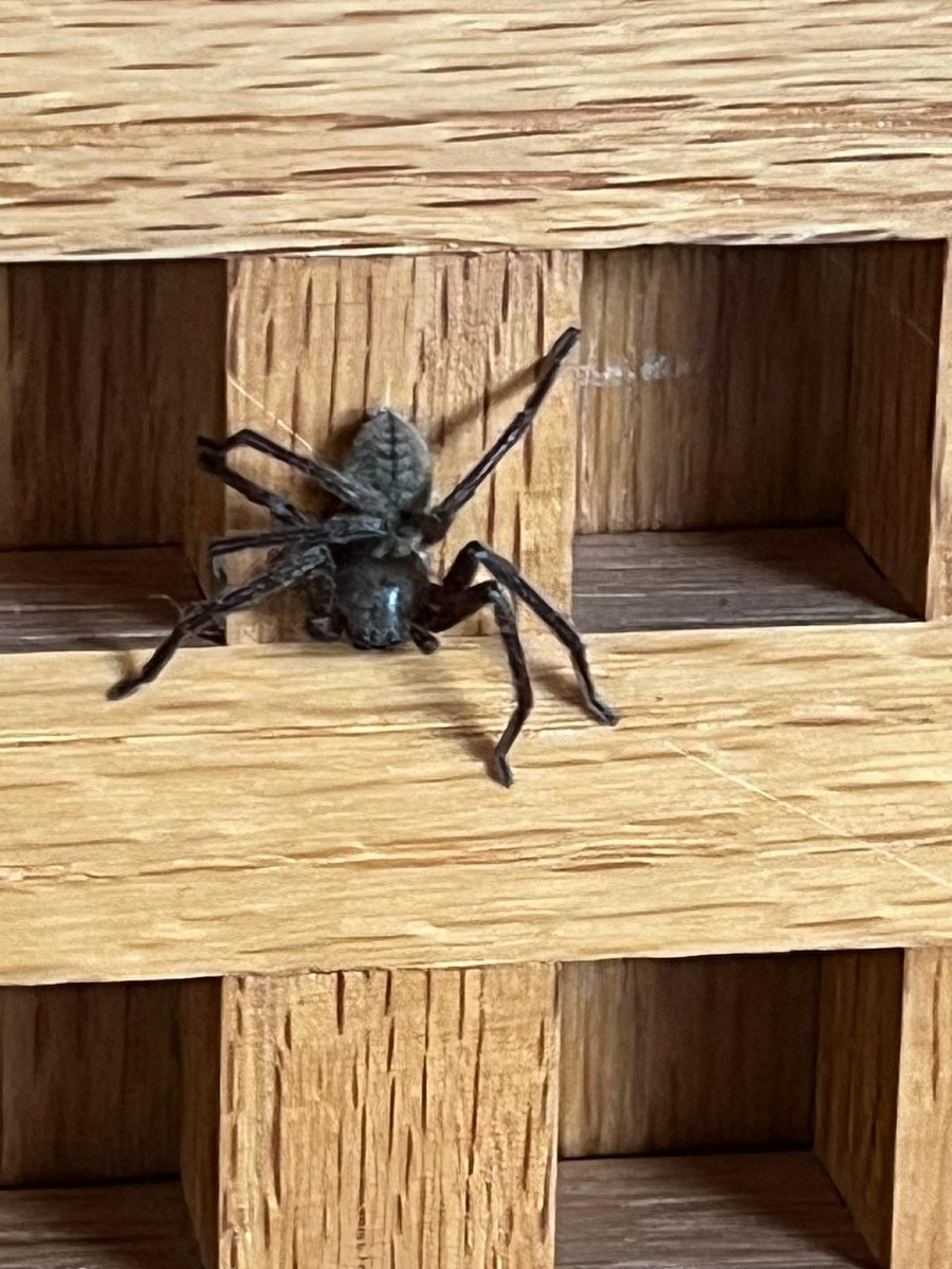 Ferrucaruca's tweet photo. Hola @Arachno_Cosas! Me puedes decir qué tipo de araña es esta bonita e impresionante? Se encontró en Valle de Bravo, Estado de México. https://t.co/Zamf1iekAG