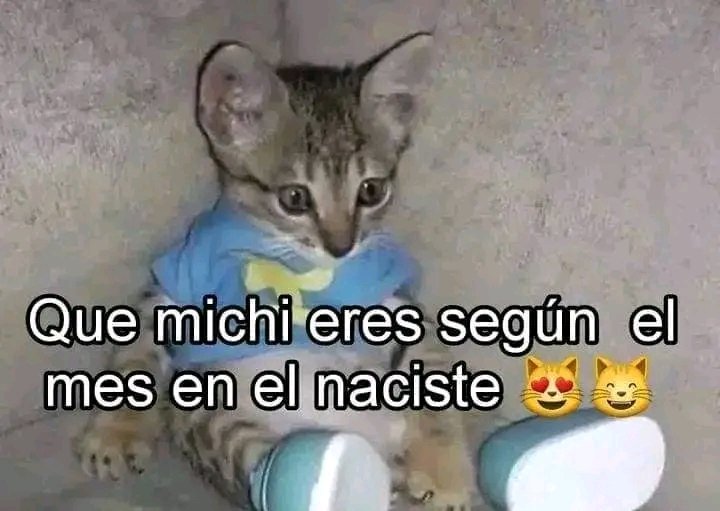 Tiofelino's tweet photo. ¿Que gatito te toca según tu mes de nacimiento? 🐱🐾 (Hilo) https://t.co/yF18ldaEcL