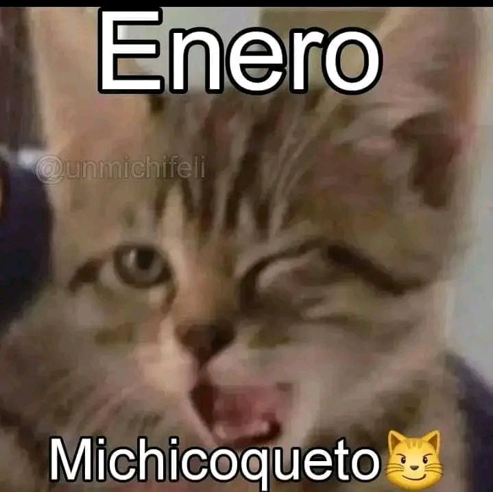 Tiofelino's tweet photo. ¿Que gatito te toca según tu mes de nacimiento? 🐱🐾 (Hilo) https://t.co/yF18ldaEcL