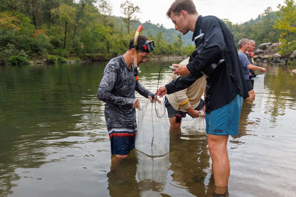 fishwildlife's tweet photo. Partnership brings threatened species back to Arkansas, marking the first reintroduction of leopard darters effort in history.
#ConservationSuccess #conservationatwork
@ARGameandFish
Read more: https://t.co/IRmySlpjKG https://t.co/zgSaASAdmX