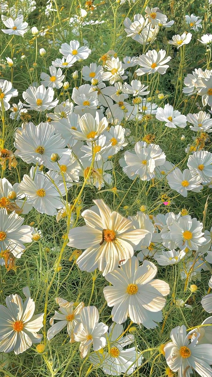 Beautiful flowers 🤍
Pinterest 📷