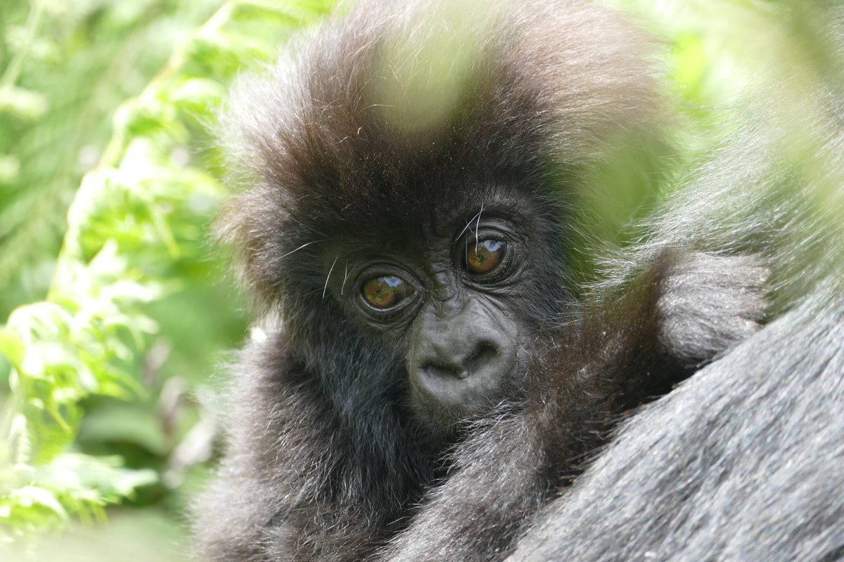 DesignPathways's tweet image. 🦍 It’s #WorldGorillaDay! 🦍 What can gorillas teach us about leadership? bit.ly/3Zz7AHi

📸 Josue Nsengiyumva