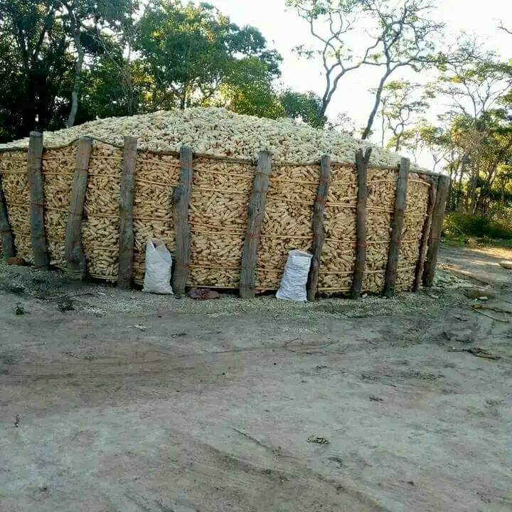 FOOD SECURITY OUTLOOK: Total food requirement to March 2025 is 427,408.54 metric tonnes. 6.2 million people in rural areas receiving food under social welfare. #Zimbabwe #FoodSecurity