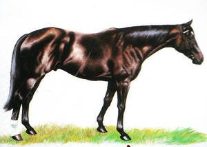 HORSERACING1002's tweet photo. PATROBAS🇦🇺1908
(WALLACE - SIZZLE BY SIMMER)#Patrobas
B/ 🇦🇺1908
O/  Mrs. E. A. Widdixç v
T/ C. Wheeler
VRC D Derby, Melbourne Cup ni https://t.co/cPiLVX1bg2