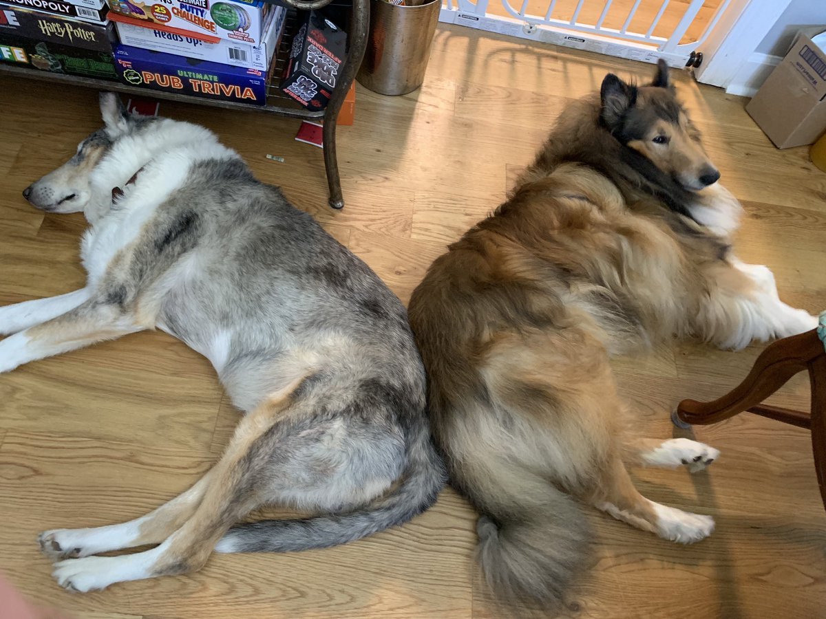 nesbit_'s tweet photo. Bookend Collies ๐ Kyle the Smooth, Rogue the Rough. #VelcroDogs, #DogsofX #Collies #GigEm #Aggies #GoBlue #Michigan @VincethePrince5 @ViggoTheSmooth https://t.co/MAS2cTXNbW