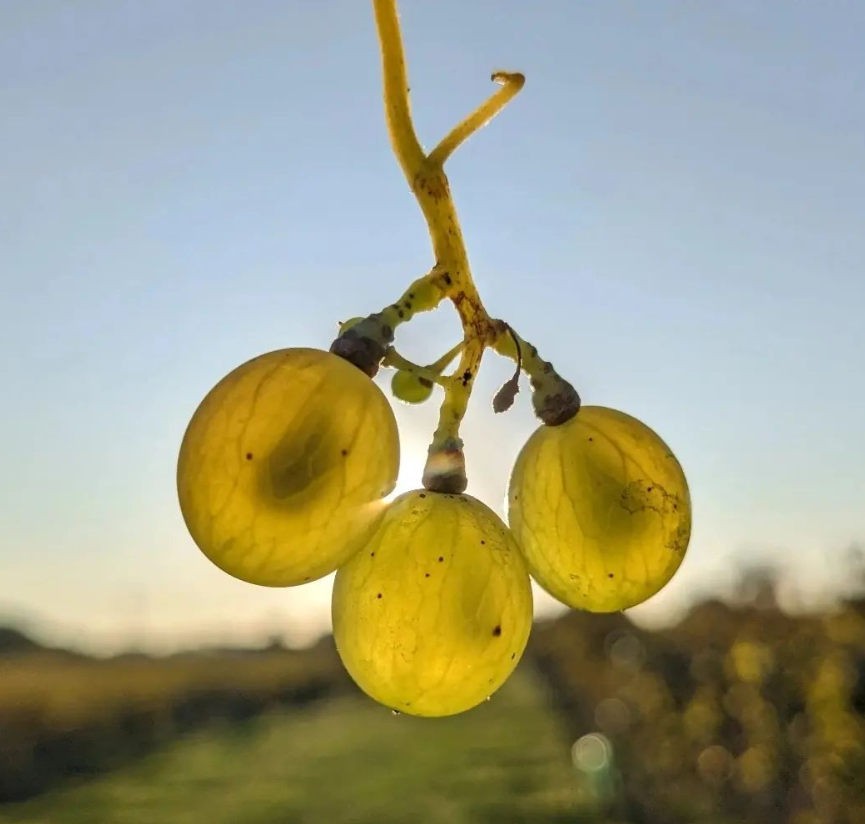 BruleSecaille's tweet photo. Après vendanges

#chateaubrulesecaille #vendanges2023 #harvest #handpicked #ilovebordeaux #goodvibes  #goodweekend #cotesdebourg #bordeaux #vinsblancsdebordeaux #whitewine #makingwine #vigneron #vineyardviews #vineyardfocus #vineyards🍇 #vineyardphotography #bordeauxmylove https://t.co/CCgLwPw8zE