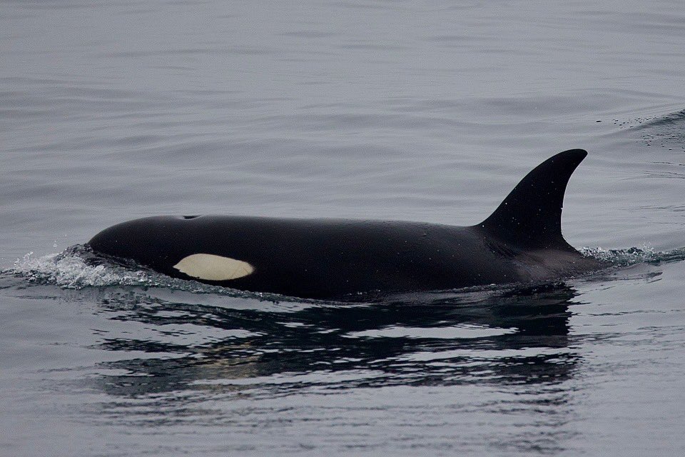 MBayWhaleWatch's tweet photo. We have been seeing killer whales a few times a week lately! Join us for our beautiful fall season at 9am, 10am, or 230pm! Photos by Colleen Talty of the CA39As on 9/21/24. https://t.co/XYd54Xk79k