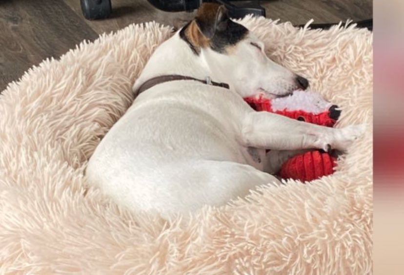 Best dog in Liverpool