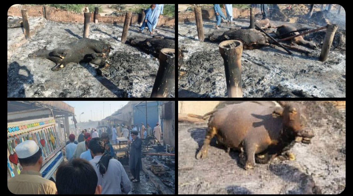 HanifPashteen_'s tweet photo. The Pakistani terrorist army is running the news on the pretext of fighting with each other terrorist, but in reality, live animals were burnt by firing motor bullets at the market and other shops in Mir Ali Bazar.
#MirAli #PashtunNationalCourt11Oct https://t.co/iA24cTUB5B