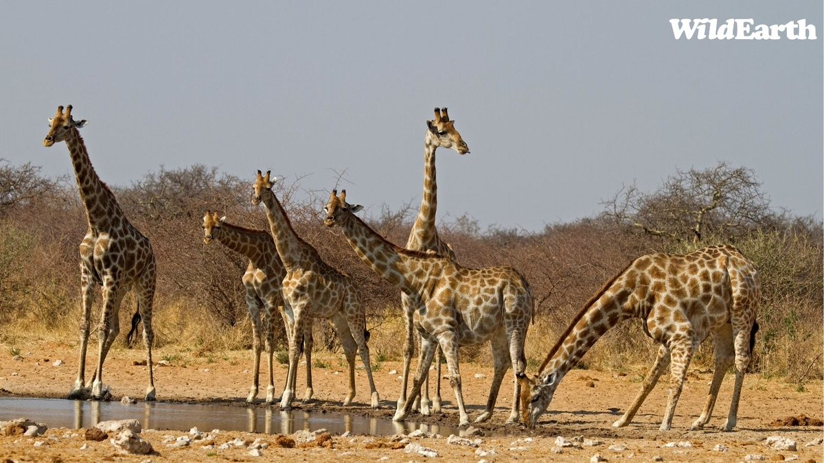 WildEarth's tweet photo. Join Amy on Live At The Waterhole to see which animals come to the waterholes to quench their thirst! Send your questions and comments to https://t.co/sEuu60cAsI 
#wildearth https://t.co/5Mf6gjDaYA