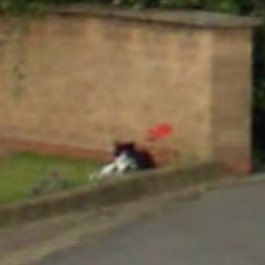 flower cat 📍Wakefield, England