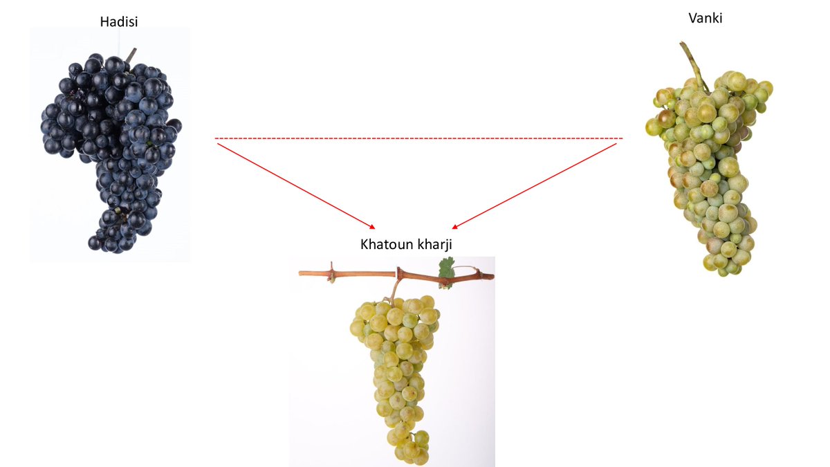 The origin of the ancient wine grape variety Khatoun kharji from the Vayots Dzor region has been fully traced, and SSR markers have confirmed both parents- Hadisi and Vanki
It has been stated that Hadisi is an ancestor of many ancient wine grapes in Armenia.