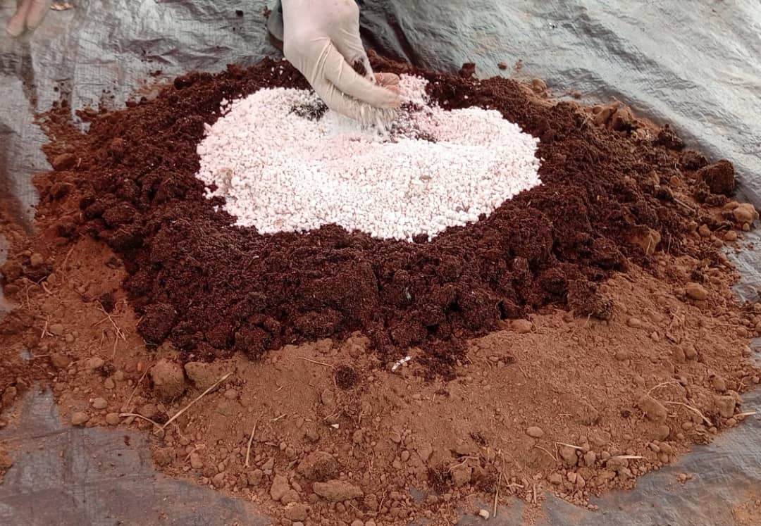 TechsheltaI's tweet image. Determining the ideal rations and components used in the preparation of soil media is an invaluable insight as it has an impact on plant life.

Become a trainee of Techshelta Training Institute to dive deep into the field of agricultural knowledge.

#TSTI #training #learning