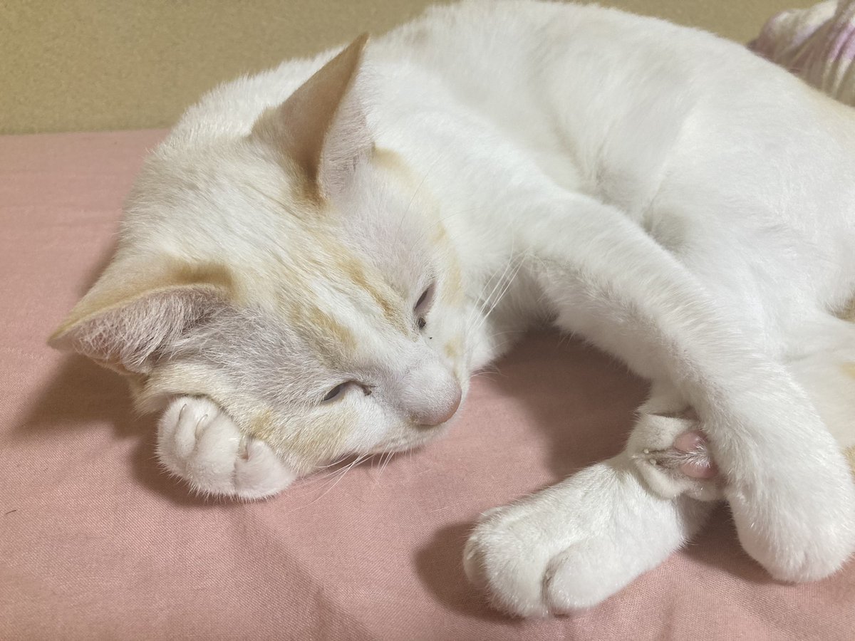 kannna223's tweet photo. この寝方かわいいんよ

#ねこ #猫 #猫好き #寝方 https://t.co/UJ9kYniZ5A
