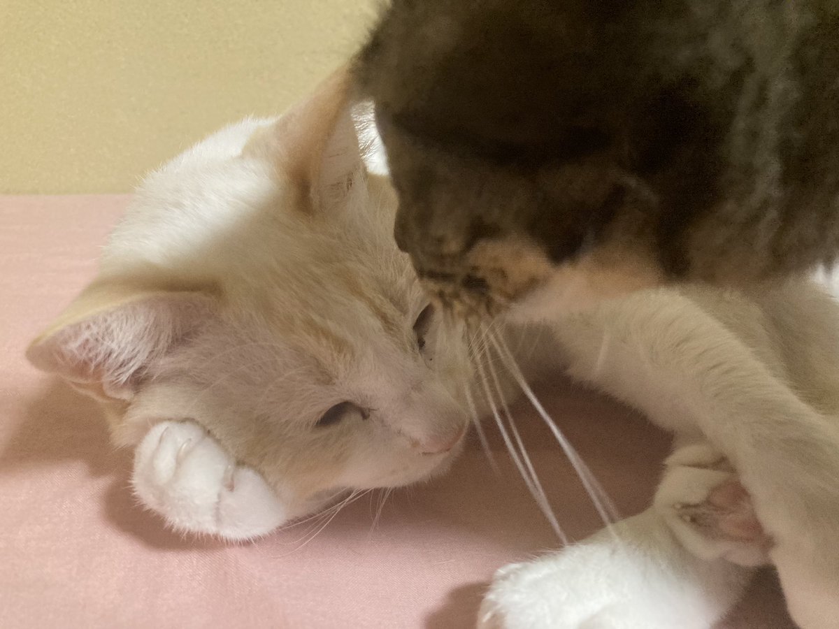 kannna223's tweet photo. この寝方かわいいんよ

#ねこ #猫 #猫好き #寝方 https://t.co/UJ9kYniZ5A