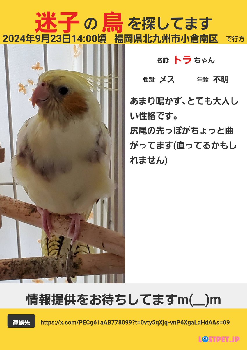 セキセイインコ (@sekisei0921) / Posts / X