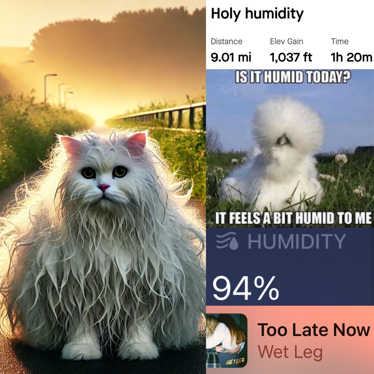 zanehagy's tweet image. 94%? It barely felt like 93.9999%. #humidity #humidrun