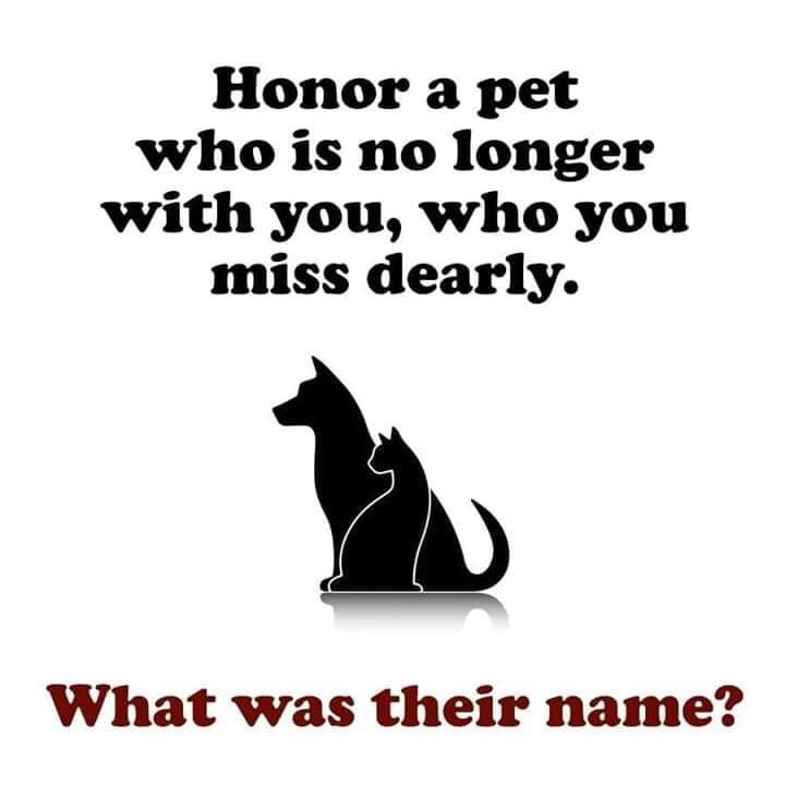 _XDogs's tweet image. 