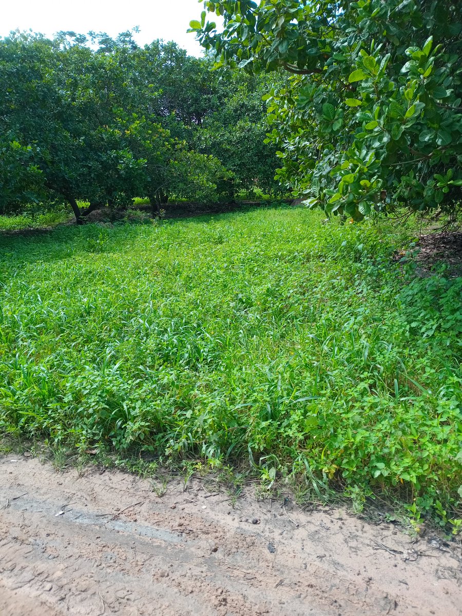 chammodou47's tweet image. Am form the Gambia