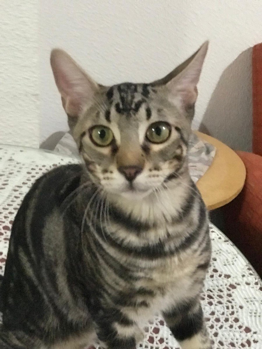 Neinei_art's tweet photo. Ya os hablé de ellos pero siguen sin un hogar.

Estos son Lolo y Lola, dos gatitos que tienen casi 6 meses. Se van a volver invisibles. Son muy dificiles las adopciones conjuntas😭

Por favor, necesitamos máximo de difusión. Son muy buenos!

 🥺
Una patita? https://t.co/1h06a8y4WX