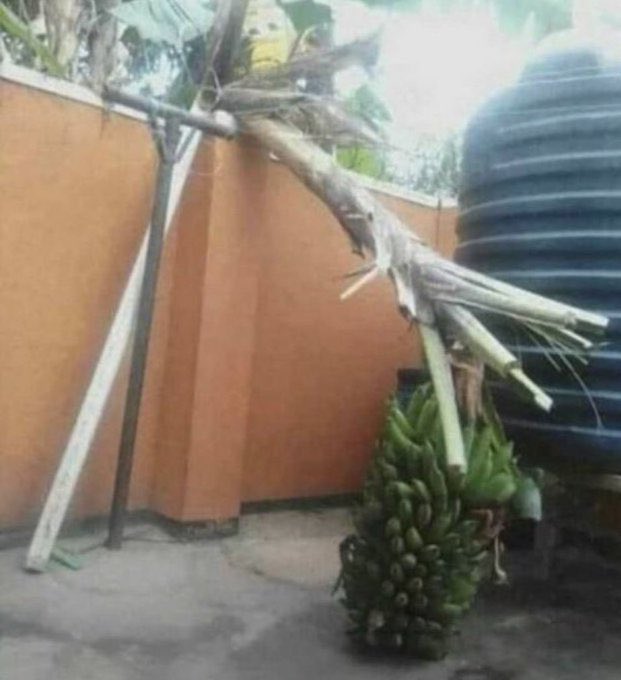 7 Halleluyah Celestial tweet media