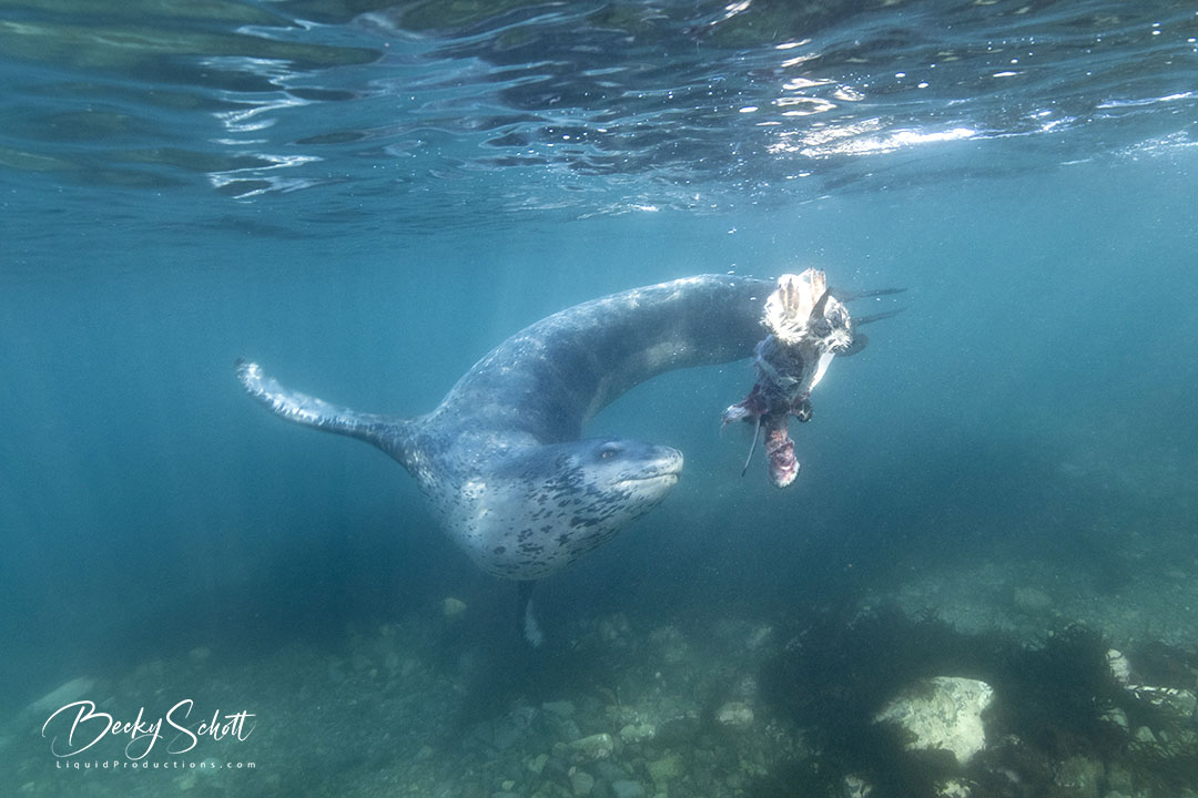 BeckyKSchott's tweet image. Another amazing Antarctic Animal. The Leopard Seal is known to be an apex predator in Antarctica. They feed on krill, other seals and penguins. #Antarctica #LeopardSeal