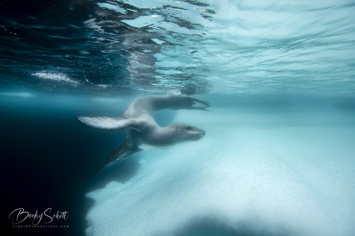 BeckyKSchott's tweet image. Another amazing Antarctic Animal. The Leopard Seal is known to be an apex predator in Antarctica. They feed on krill, other seals and penguins. #Antarctica #LeopardSeal