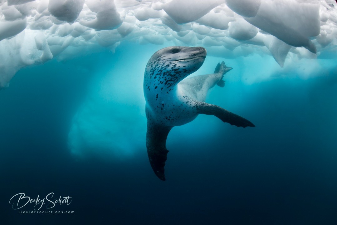 BeckyKSchott's tweet image. Another amazing Antarctic Animal. The Leopard Seal is known to be an apex predator in Antarctica. They feed on krill, other seals and penguins. #Antarctica #LeopardSeal