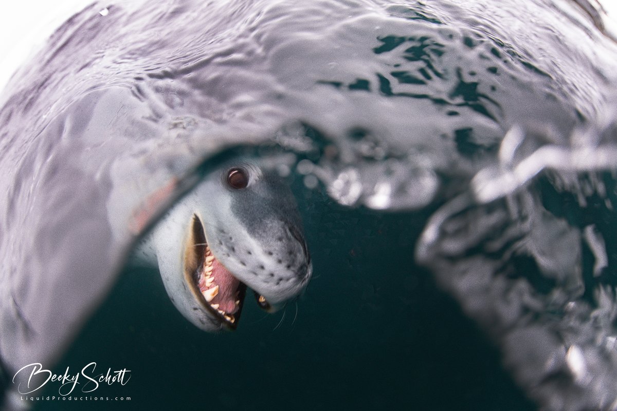 BeckyKSchott's tweet image. Another amazing Antarctic Animal. The Leopard Seal is known to be an apex predator in Antarctica. They feed on krill, other seals and penguins. #Antarctica #LeopardSeal