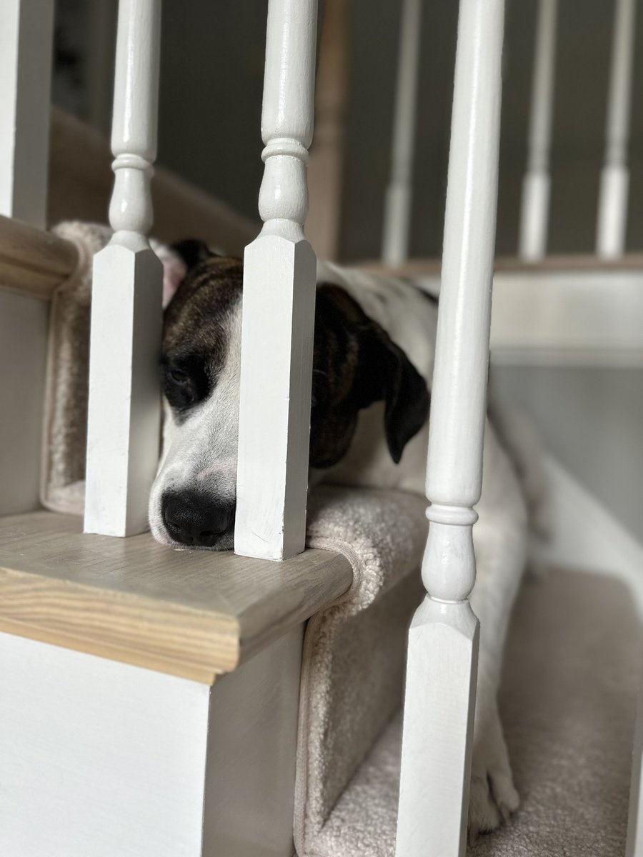 Help! I’m in jail!! I’m oh wait… never mind… I’m just on da stairs playing cat!! ❤️🥰