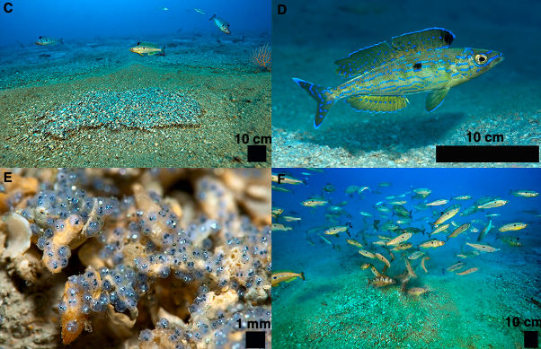 ReeFish (@reefishnews) on Twitter photo Massive breeding colonies of picarels (Spicara smaris) on the Mediterranean coast (Corsica island) with 18 million nests
doi.org/10.1016/j.cub.…
Attractor of IUCN-Red chondrichthyans like angel shark (Squatina squatina) detected with #eDNA
youtu.be/wWjO0z57nRE?si…
<a href="/umontpellier/">Université de Montpellier</a> Massive breeding colonies of picarels (Spicara smaris) on the Mediterranean coast (Corsica island) with 18 million nests
doi.org/10.1016/j.cub.…
Attractor of IUCN-Red chondrichthyans like angel shark (Squatina squatina) detected with #eDNA
youtu.be/wWjO0z57nRE?si…
<a href="/umontpellier/">Université de Montpellier</a>