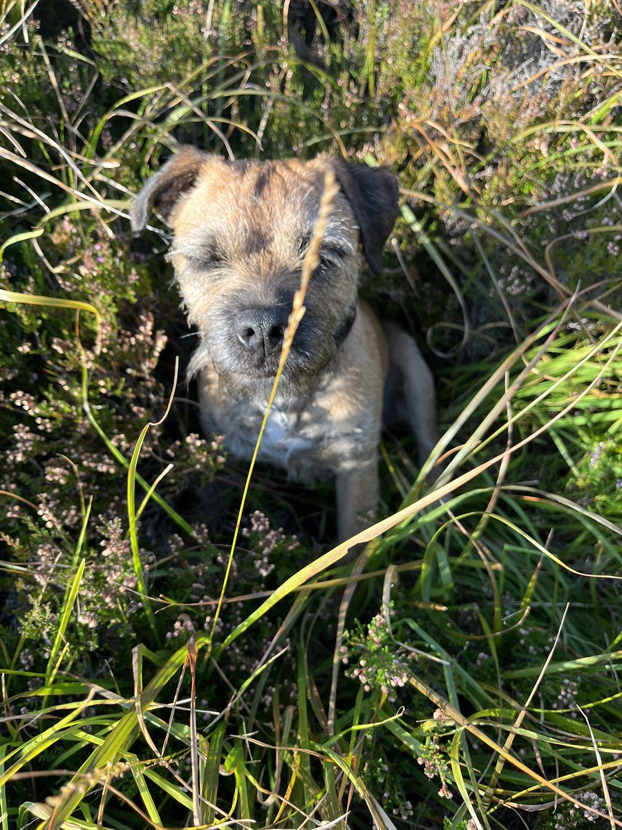 Bracken_the_BT's tweet photo. We was in gorgeous Shieldaig pals #btposse.  Got sum hikin in.  Did well on mi scramblin and path-findin but didn’t like the thick heathery sections.  #Shieldaig #Diabaig #WesterRoss https://t.co/dsBisDJVoN