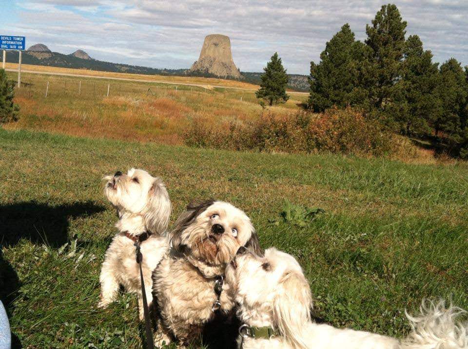 theJimDiamond's tweet photo. @_XDogs These 3 boys lived amazing lives. They went places and saw things most American humans never see. My Wife and I miss them everyday. Pippin, Ripper and Jack. https://t.co/SCuU3DXta7