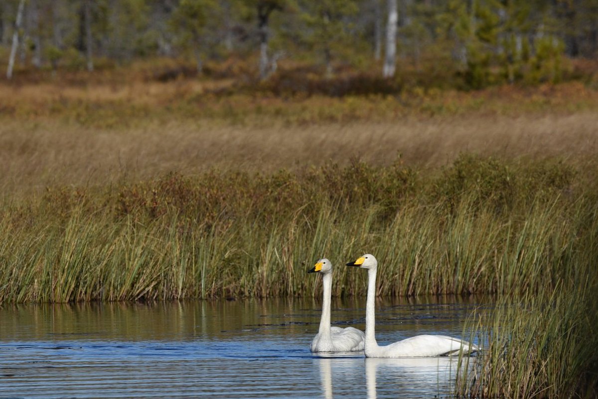 A_Hedblom's tweet photo. #Nature #Naturelovers #NaturePhotography #WildlifePhotographer #Sweden #Hälsingland #Swedishnature #birdsphotography #birdlovers #birds #Sångsvan #WhooperSwan https://t.co/KlC7rVK2io