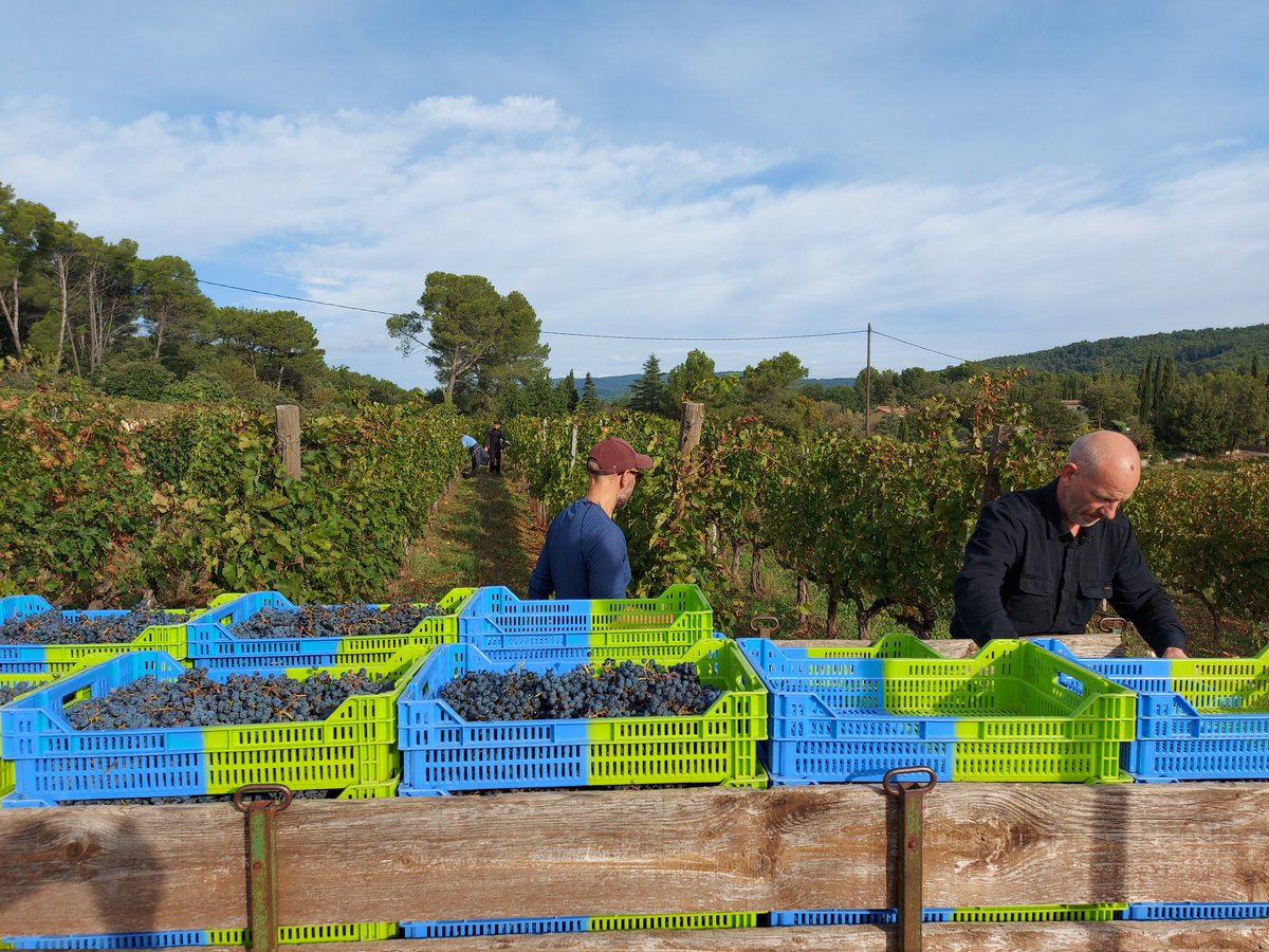 DomaineRabiega's tweet photo. Last picking day #Harvest24 . #cabernetsauvignon #winelover #winemaker #vendanges #vendanges24 #vinbio https://t.co/82KrRuvhdP