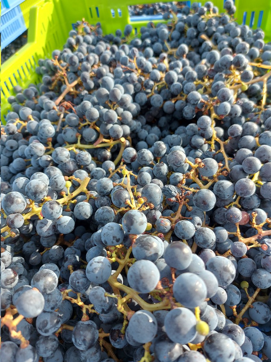 DomaineRabiega's tweet photo. Last picking day #Harvest24 . #cabernetsauvignon #winelover #winemaker #vendanges #vendanges24 #vinbio https://t.co/82KrRuvhdP