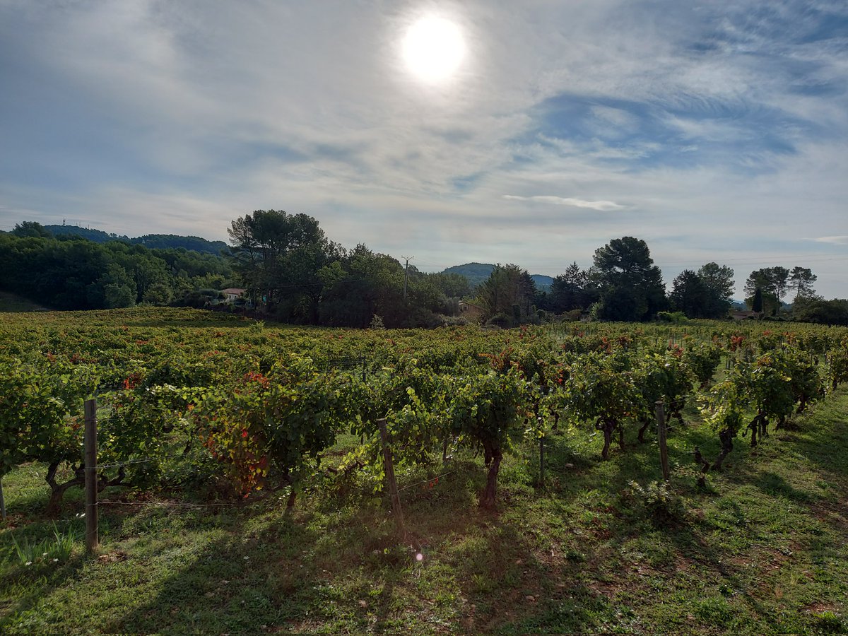DomaineRabiega's tweet photo. Last picking day #Harvest24 . #cabernetsauvignon #winelover #winemaker #vendanges #vendanges24 #vinbio https://t.co/82KrRuvhdP